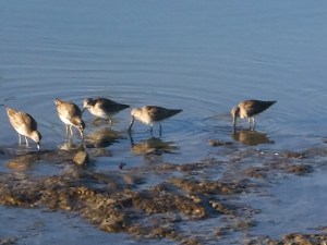 Sand Pipers