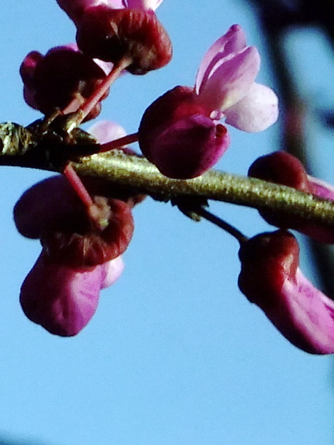 Red Buds Close up