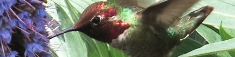 Humming Bird