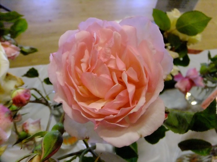 Old roses carol carlisle