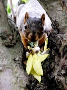 squirrel steals sunflower ! dare you