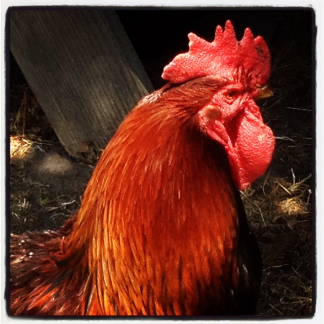 Good morning rooster