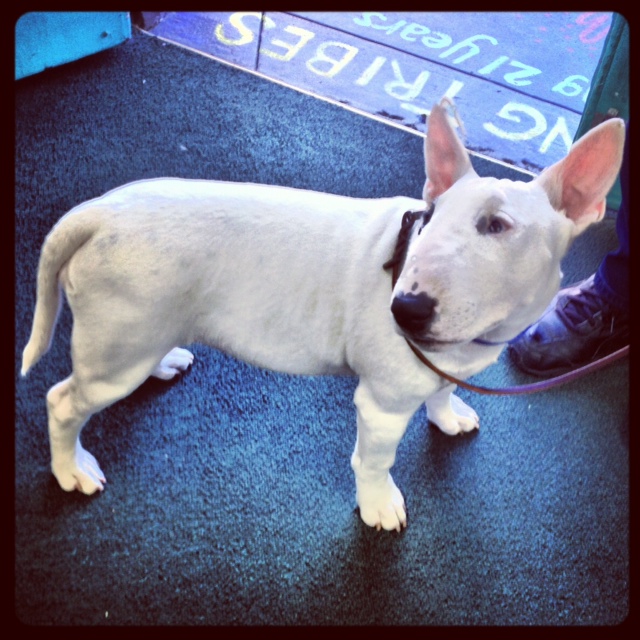 A Stand in Dog, not Peppy.