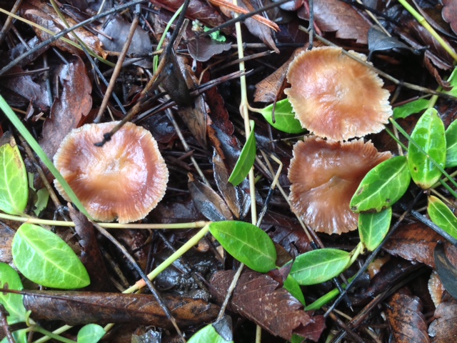 Dime sized mushrooms