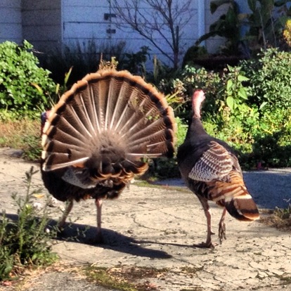 Handsome couple out for a Sunday Stroll. Doing the Turkey Trot perhaps.
