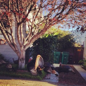 The flock stops at a bird feeder.