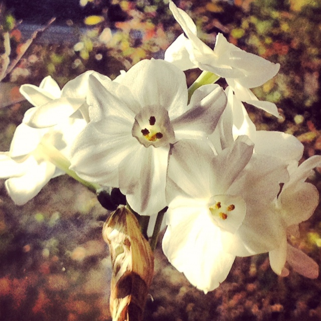 First flower of The Year