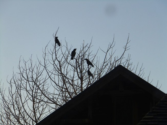 crows looking forward to a new day