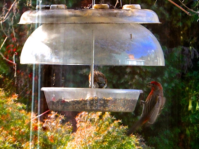 Whose turn is is now sparrow or finch?