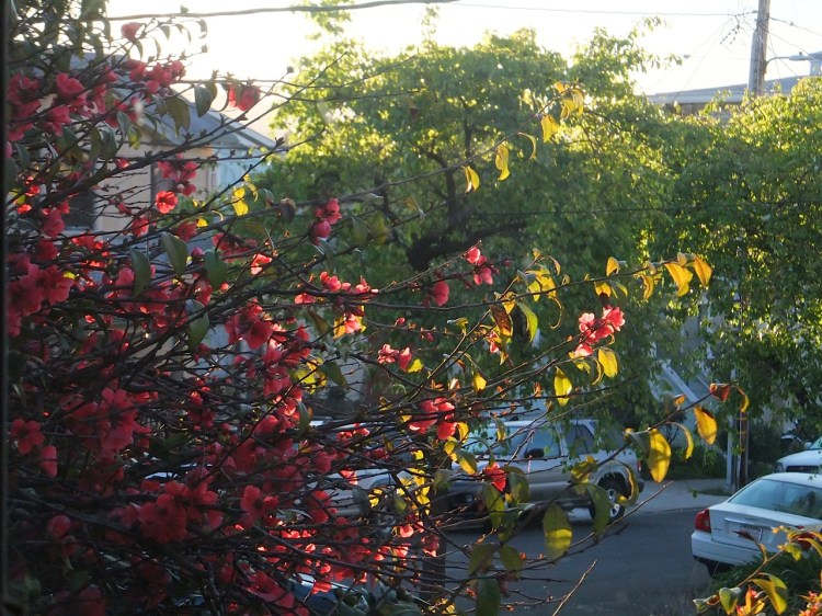 sunlit flowering quince as the quiet street waits for the day to begin