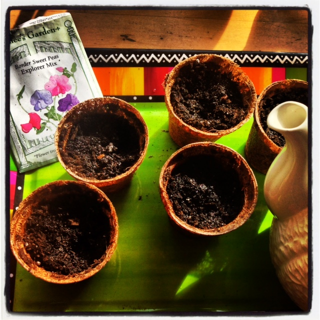 I plant sweet peas ievery February 2nd. I use to plant them outside but squirrel and blue jay just thought I was feeding them So now I start them in little posts to give these little sweeties a fighting chance.