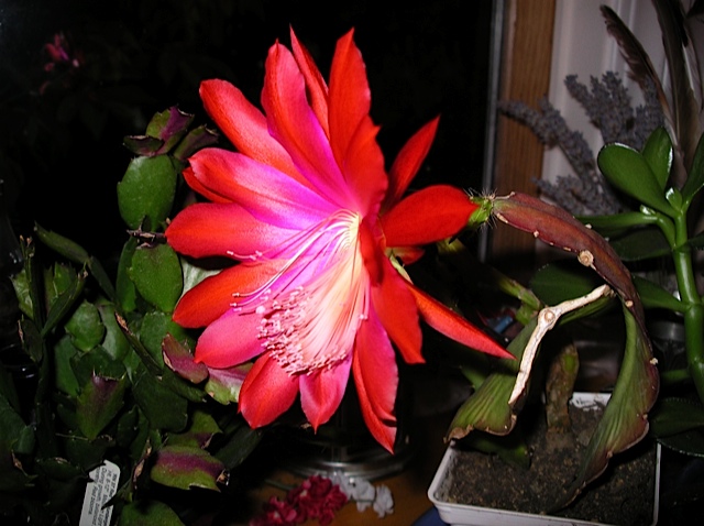 We use to sing Wild Thing to our daughter when she was very little and melting down and needed to sleep. We enjoyed ourself whether she did I'm not sure. I heard Reg Presley the original singer of this not such a lullaby died.  So shell we all dance around and be wild things?! PS  I thought this flowers is pretty wildf