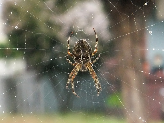 Papal spider. 