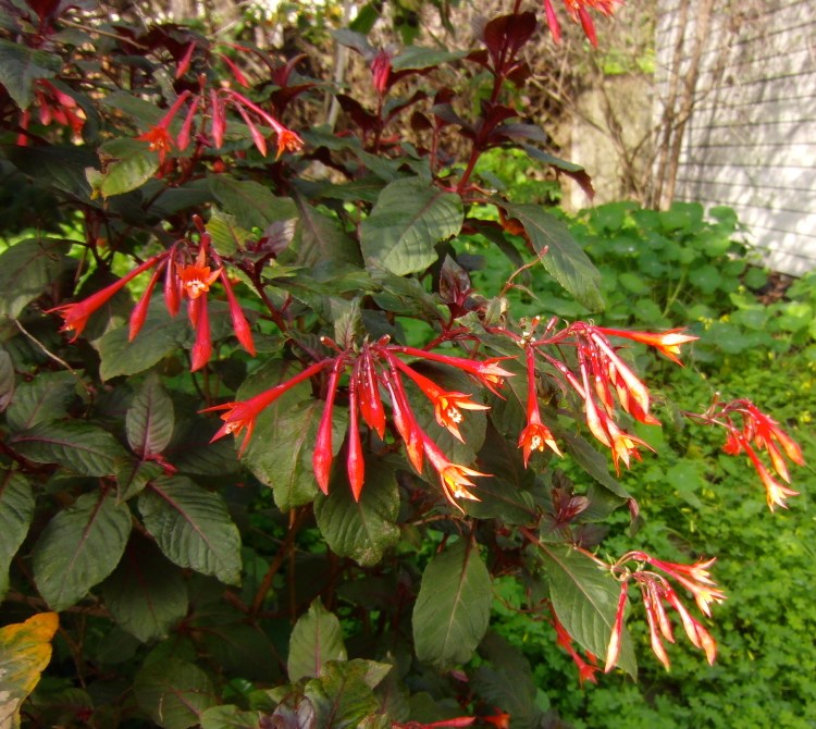 Fuchsia in the back garden