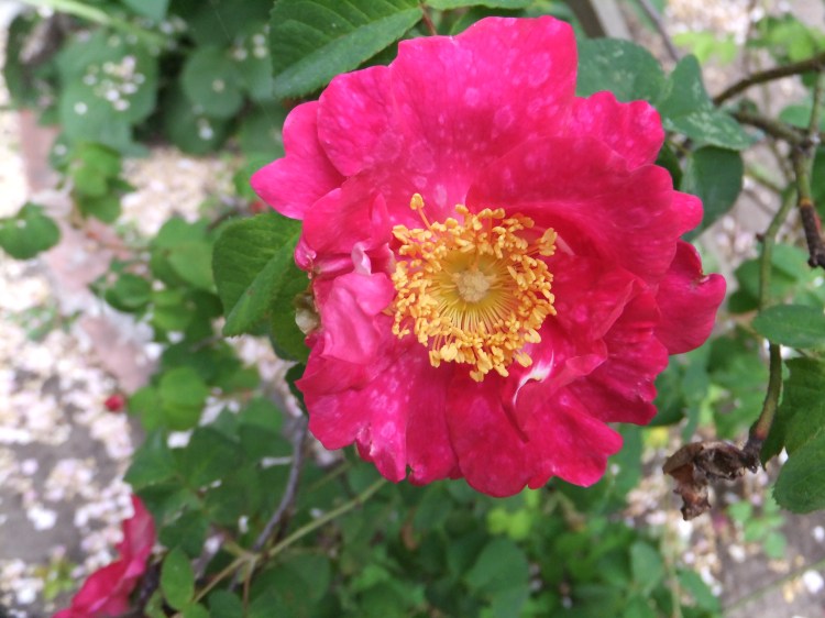 Here Majesty  Rosa Galactica 