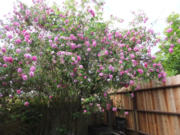 Unknown beauty  climbs the fence and reaches for the sky