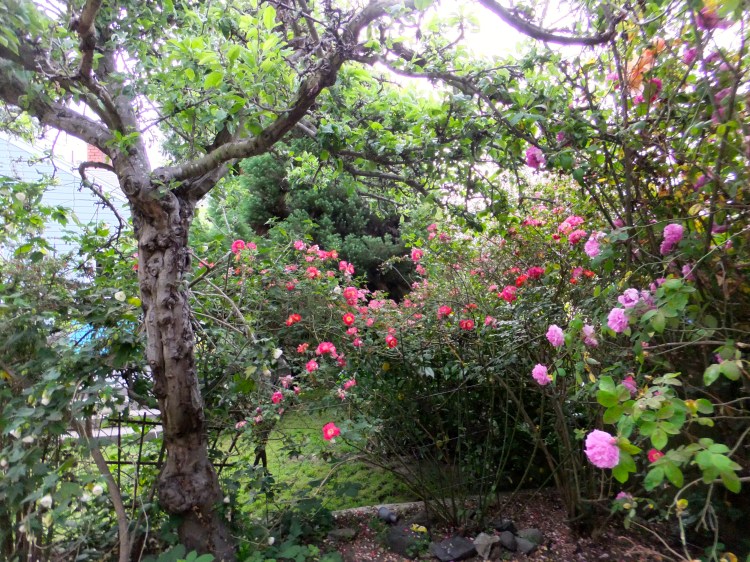 Faces in the Apple tree