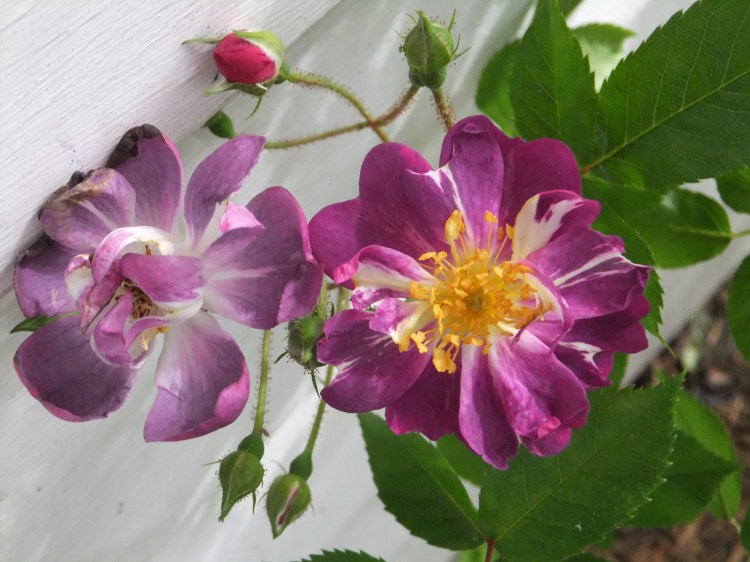 Meet Veilchenblaum violet rose 