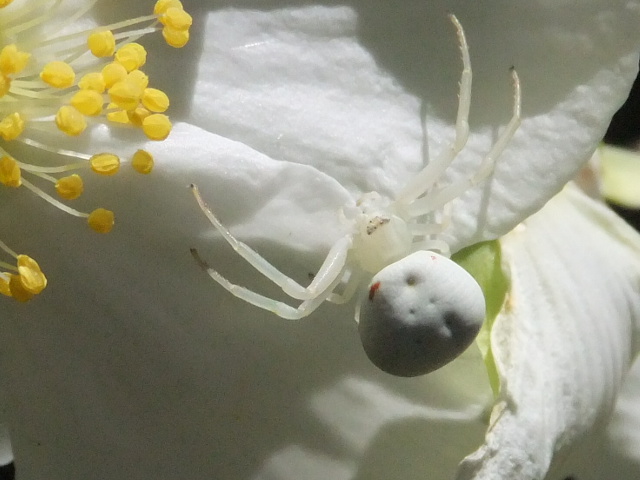 Close up of same spider.