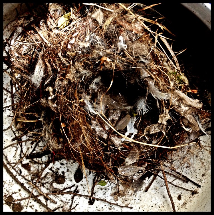 Nest
