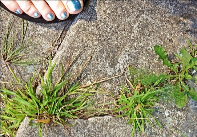 Where the wild grass grows