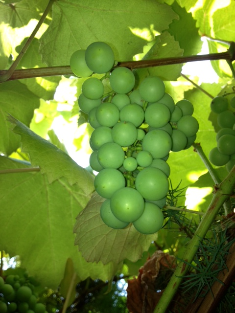 The grapes, so fresh they're yet not ripe.