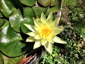 Lotus grows from the mud as toad knows so well.