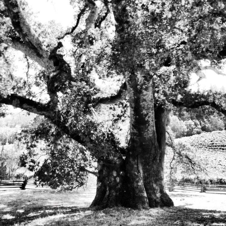 Sweet sour in the wind