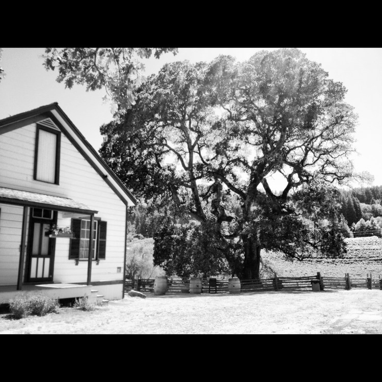 Tree is too close so close to the house.