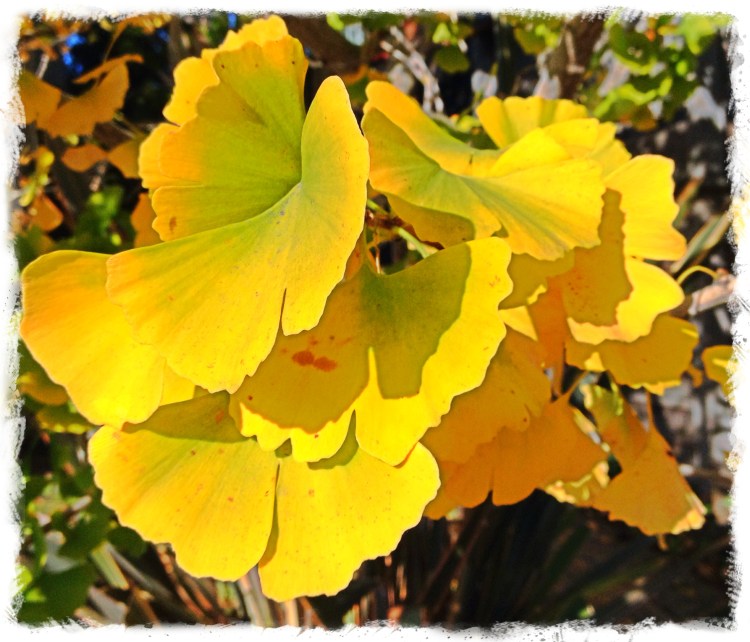 Ginkgo