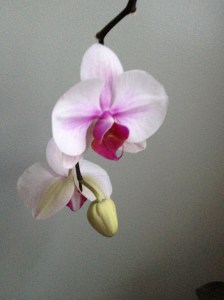 original Orchid 