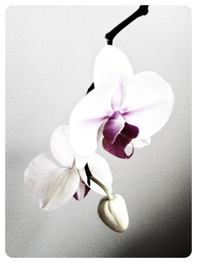 2 Orchid edit 