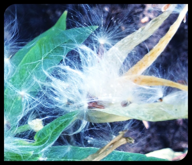milkweed 2
