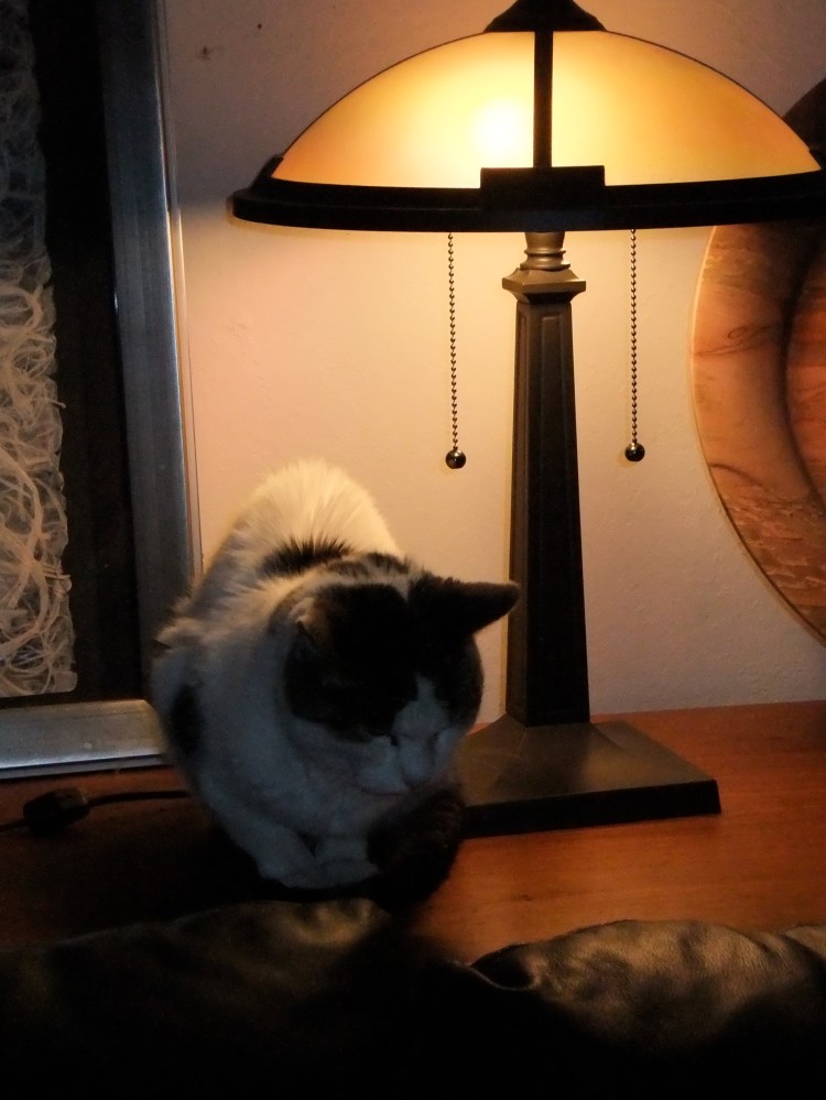 Cat and reading light