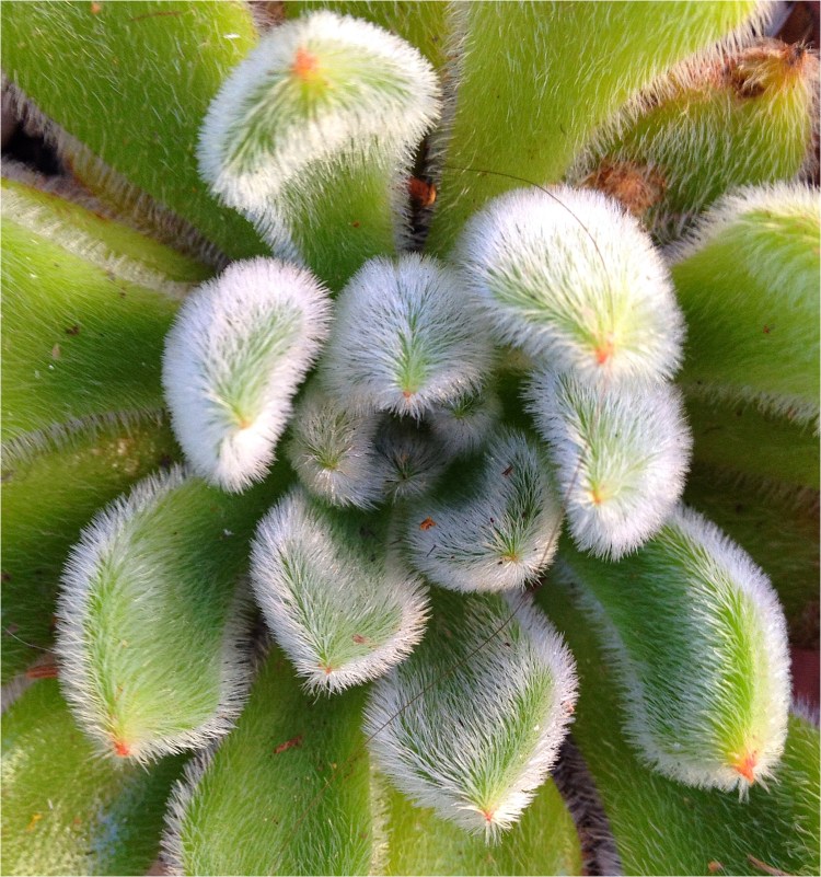 3.Teddybear succulent. 