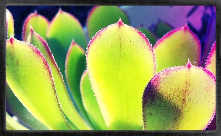 . 1. Succulent in the sun shine.