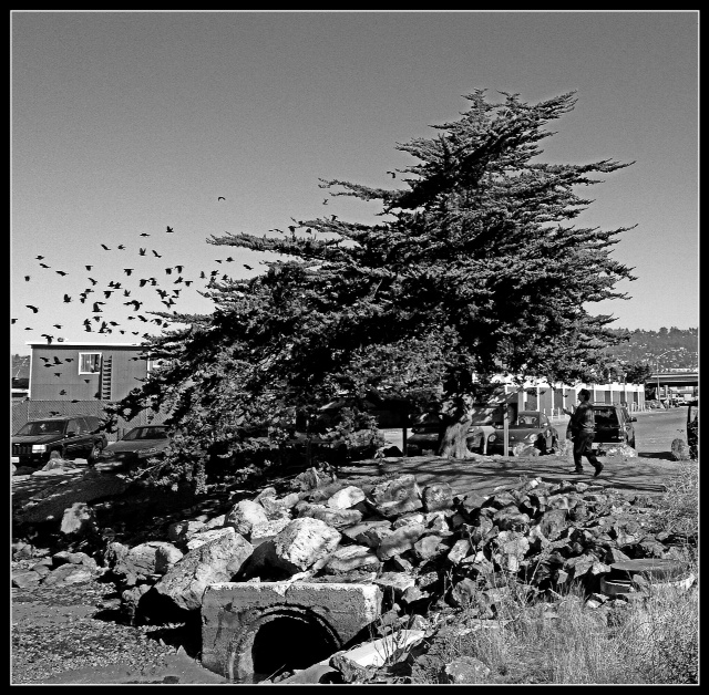 Silent Stealthy approach to tree full of bitds