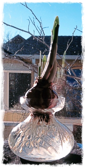 paper white in window