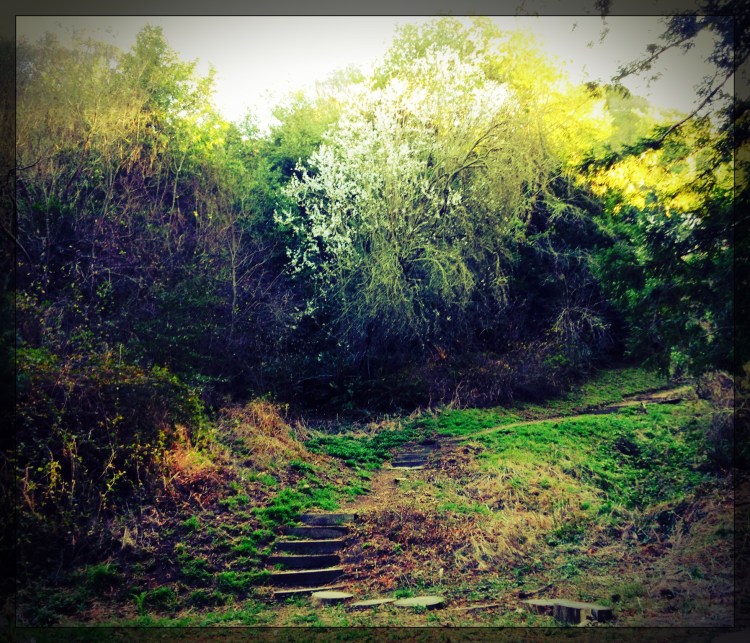 Plum tree at pullout