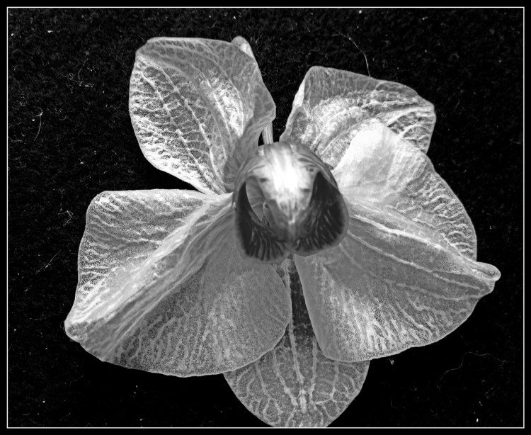 Orchid B&W