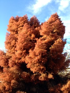 Cloud tree is red so you can see how it translates into Black and white.