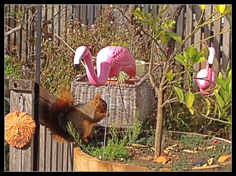 Squirrel and Flamingos
