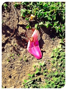 This years dry, bare earth in the back yard