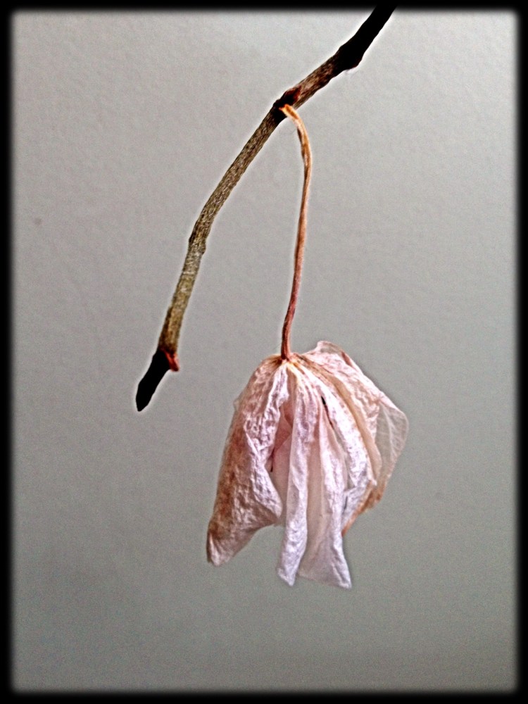 4.Charlie Brown Orchid