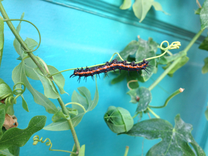 Caterpillar