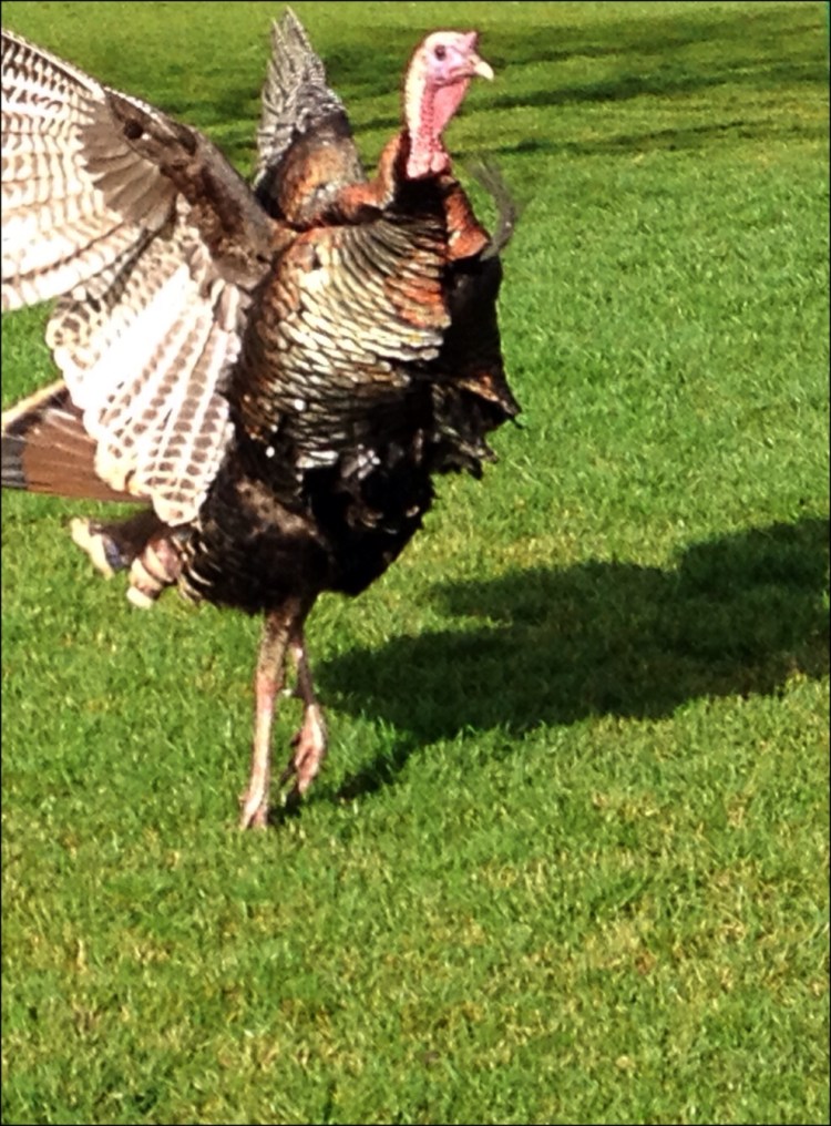 Local Wildlife Showing Off!