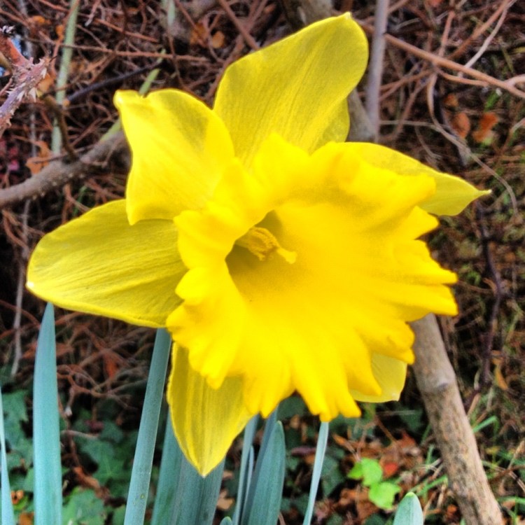 Dafodil