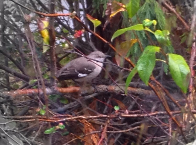 Neighboring Mockingbird between the rain storms