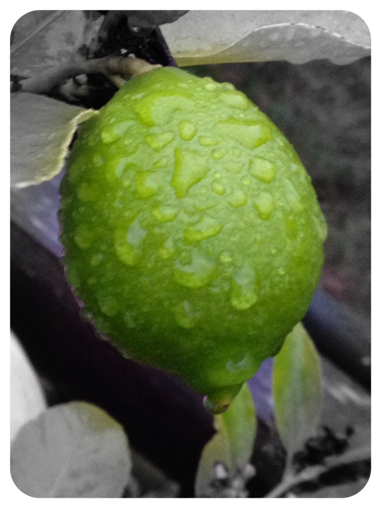 Rain drops on lime