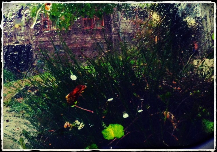 4. Bright Green Leaves and white shows up 